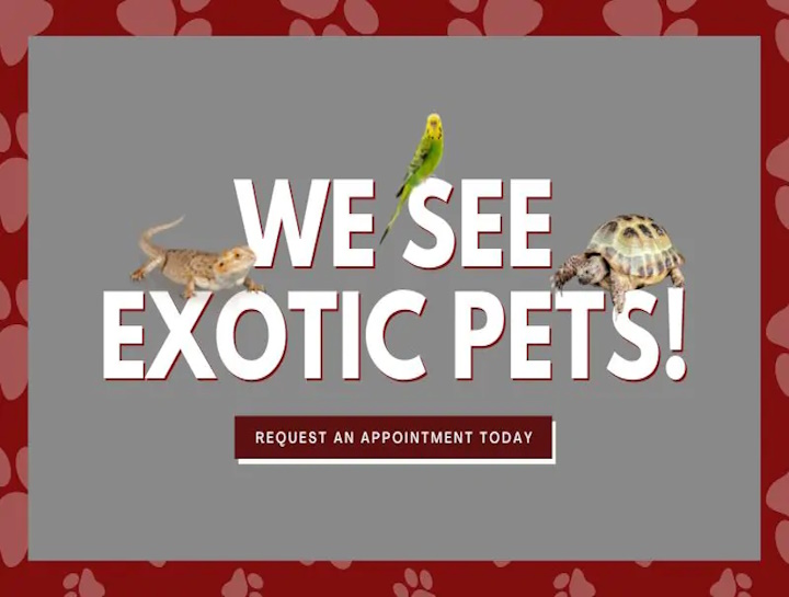 Exotic and Pocket Pet Care