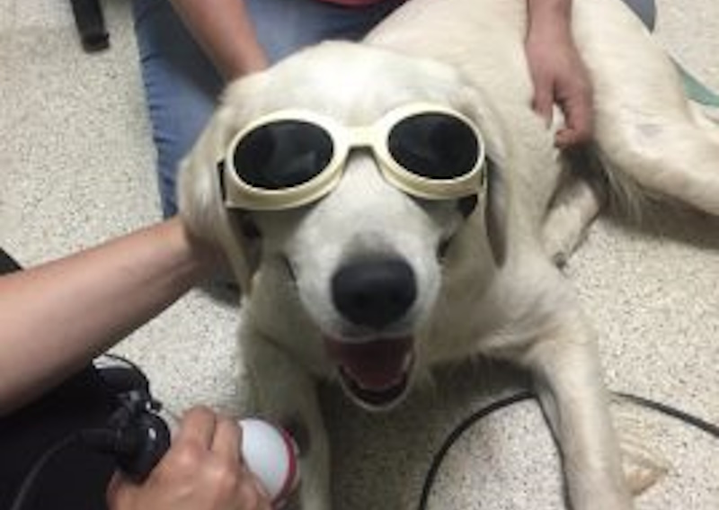 Carousel Slide 3: We Offer Pet Laser Therapy